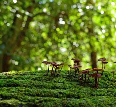 Fungi growing on tree